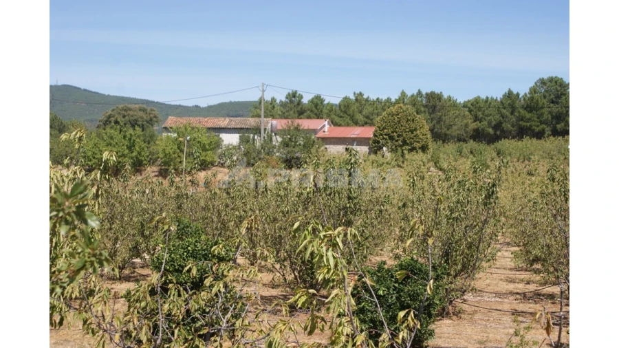 Terreno para Venda em Vale de Prazeres e Mata da Rainha Foto 34