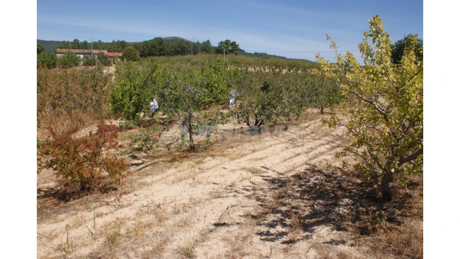 Terreno para Venda em Vale de Prazeres e Mata da Rainha Foto 6