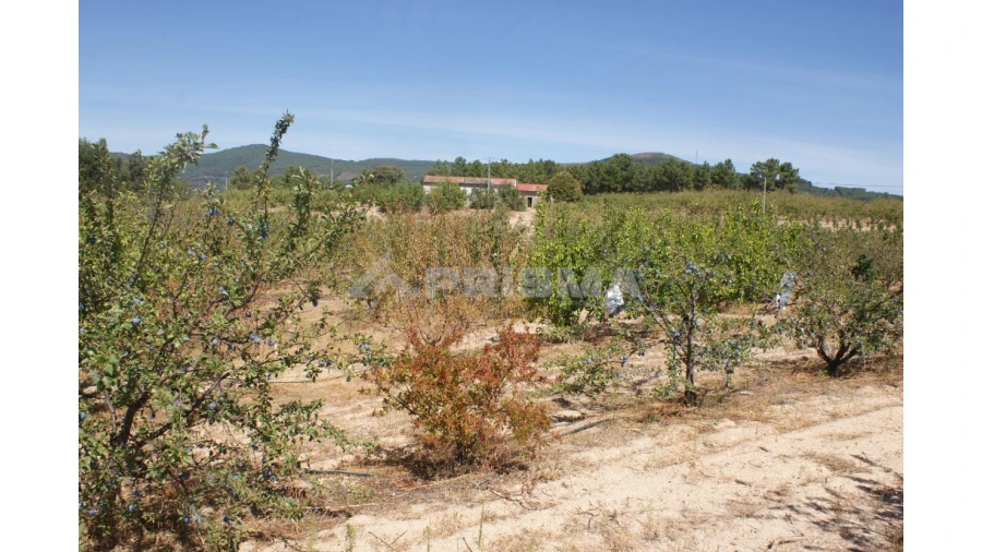 Terreno para Venda em Vale de Prazeres e Mata da Rainha Foto 7