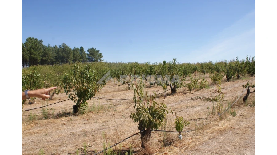 Terreno para Venda em Vale de Prazeres e Mata da Rainha Foto 9