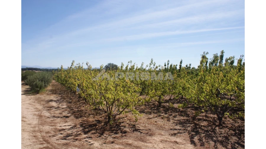 Terreno para Venda em Vale de Prazeres e Mata da Rainha Foto 22