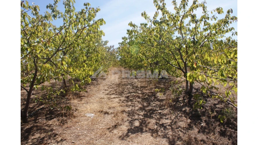 Terreno para Venda em Vale de Prazeres e Mata da Rainha Foto 5