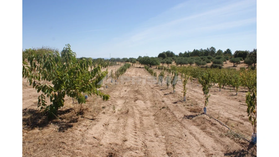 Terreno para Venda em Vale de Prazeres e Mata da Rainha Foto 31