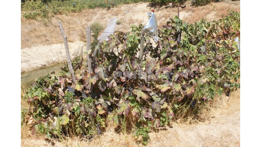 Terreno para Venda em Vale de Prazeres e Mata da Rainha Foto 36