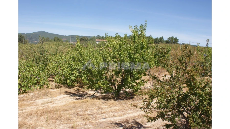 Terreno para Venda em Vale de Prazeres e Mata da Rainha Foto 20