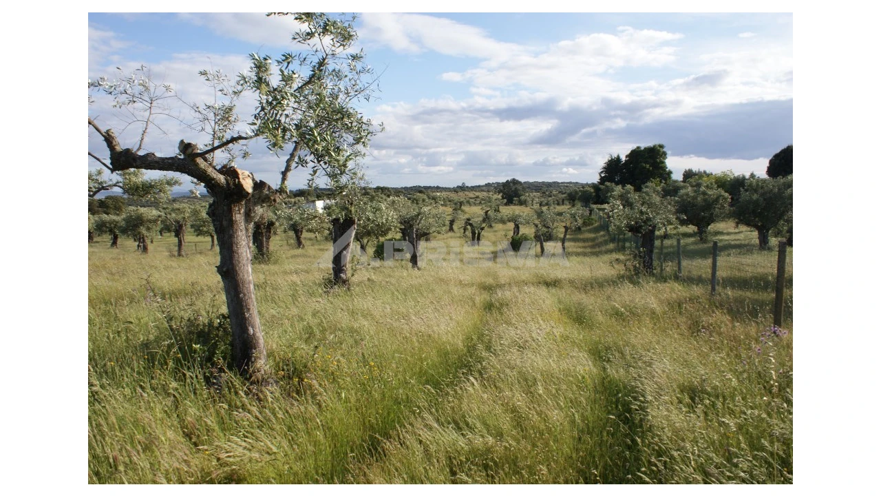 Terreno para Venda em Escalos de Baixo e Mata Foto 5
