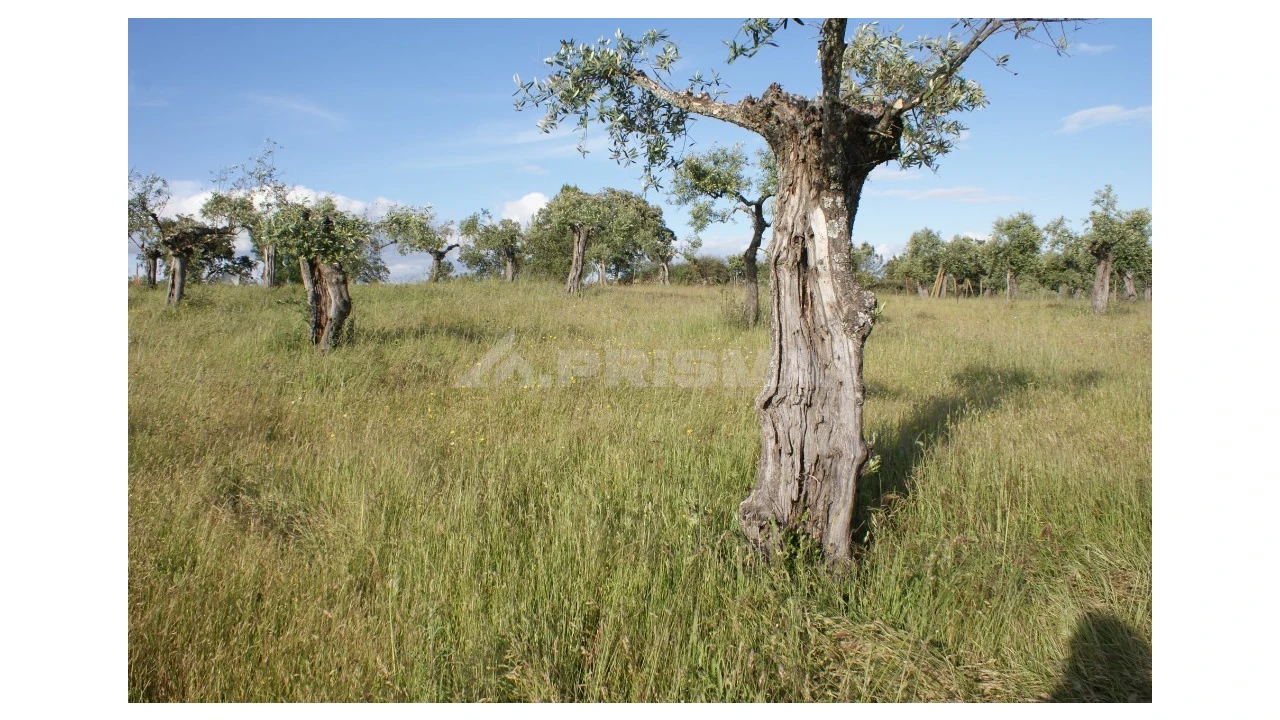 Terreno para Venda em Escalos de Baixo e Mata Foto 6
