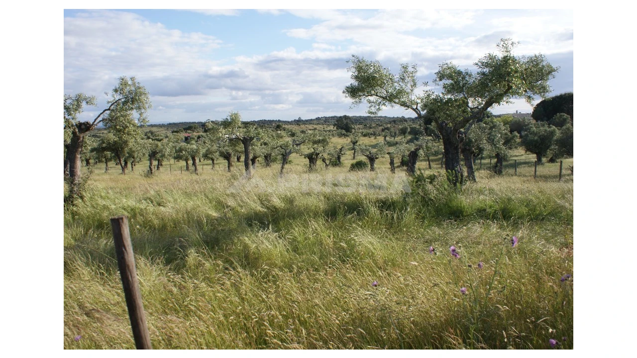 Terreno para Venda em Escalos de Baixo e Mata Foto 4
