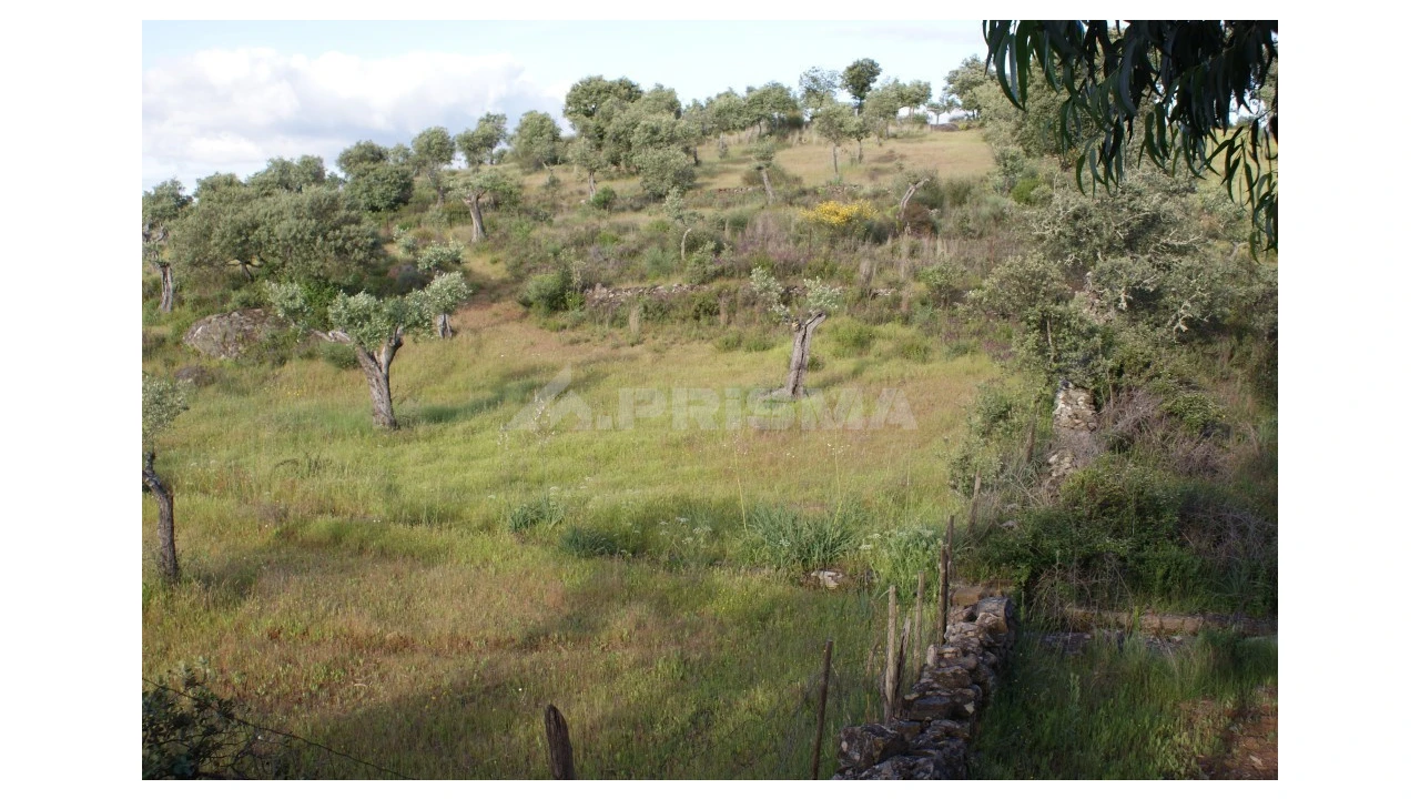 Terreno para Venda em Escalos de Baixo e Mata Foto 12