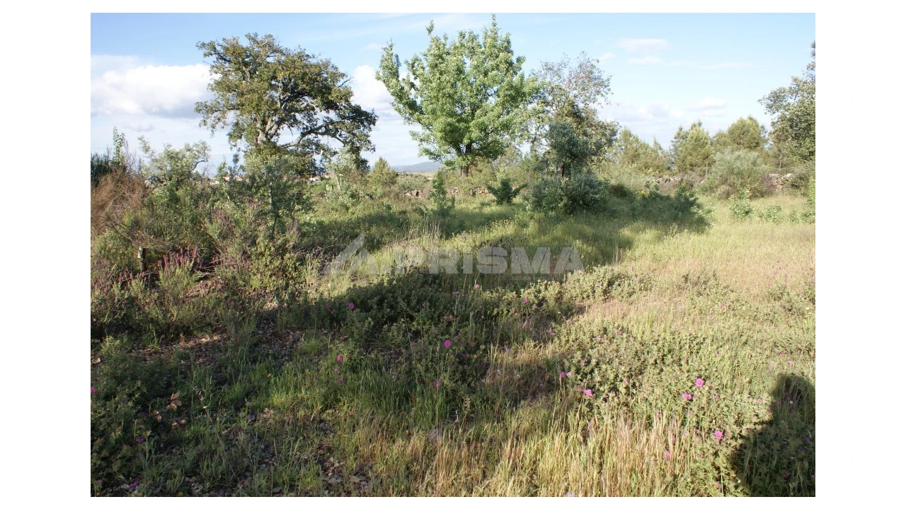 Terreno para Venda em Escalos de Baixo e Mata Foto 1