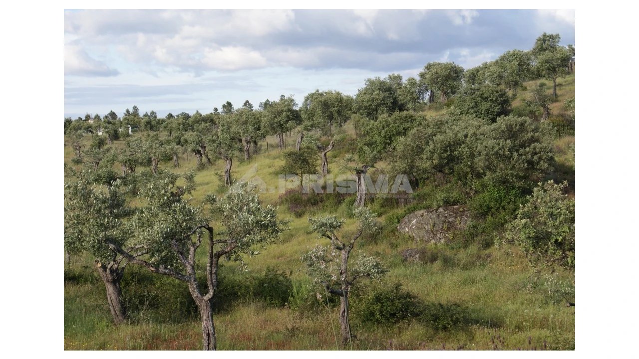 Terreno para Venda em Escalos de Baixo e Mata Foto 10