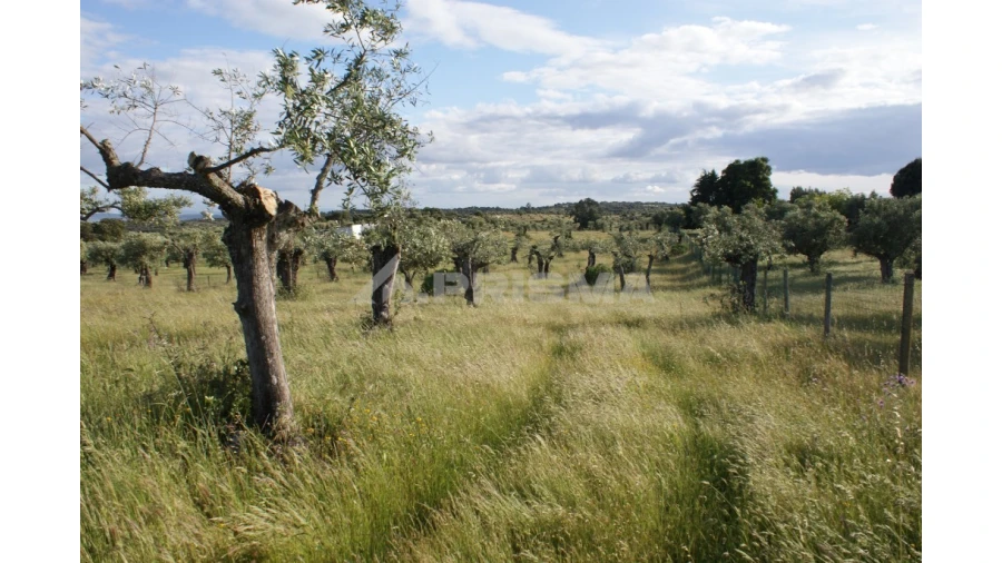 Terreno para Venda em Escalos de Baixo e Mata Foto 5