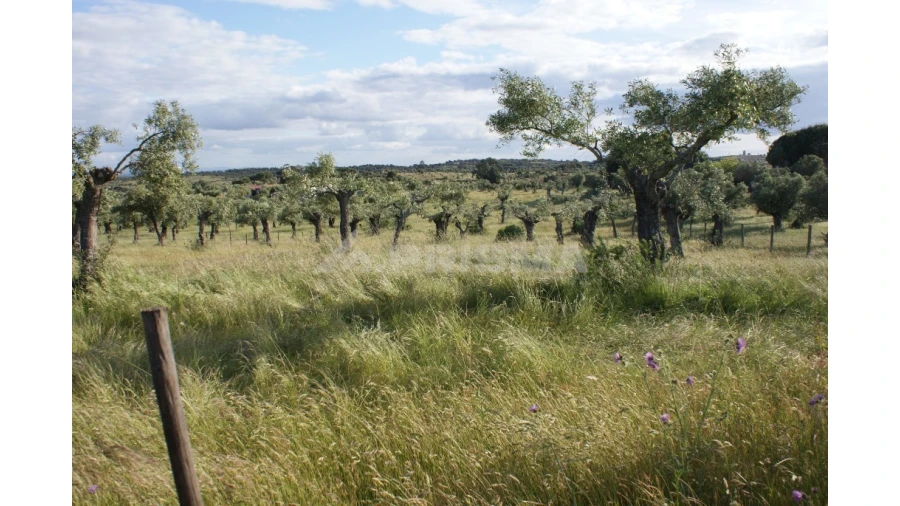 Terreno para Venda em Escalos de Baixo e Mata Foto 4