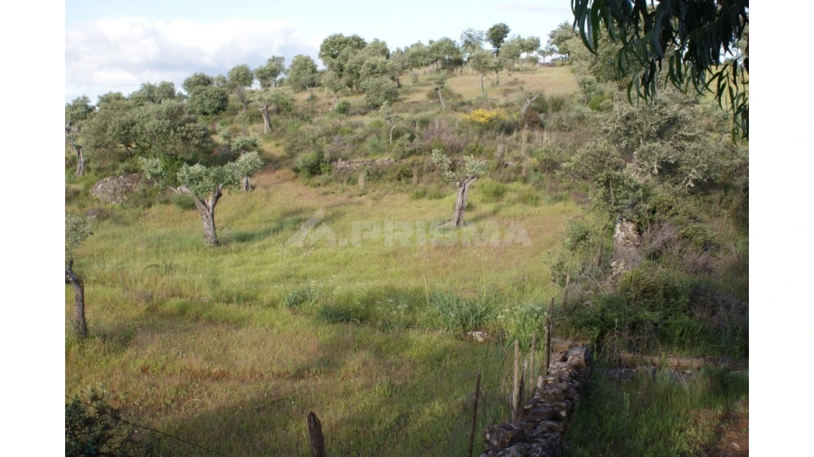 Terreno para Venda em Escalos de Baixo e Mata Foto 12