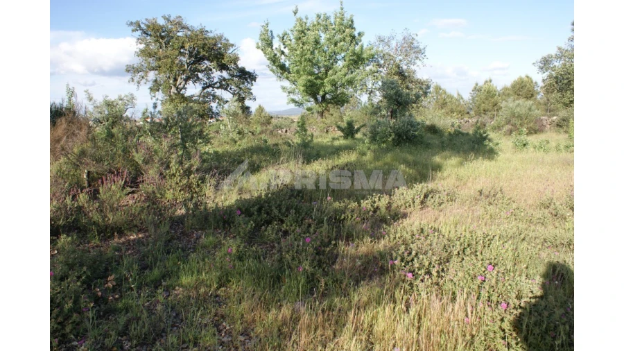Terreno para Venda em Escalos de Baixo e Mata