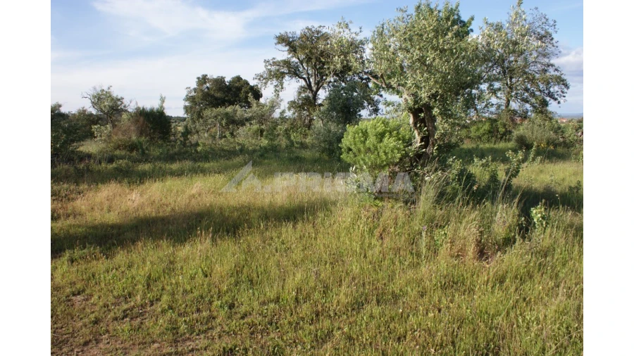 Terreno para Venda em Escalos de Baixo e Mata Foto 2