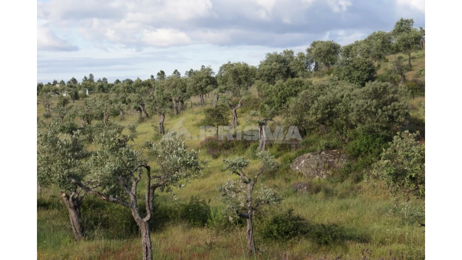 Terreno para Venda em Escalos de Baixo e Mata Foto 10