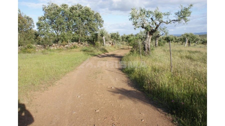 Terreno para Venda em Escalos de Baixo e Mata Foto 3