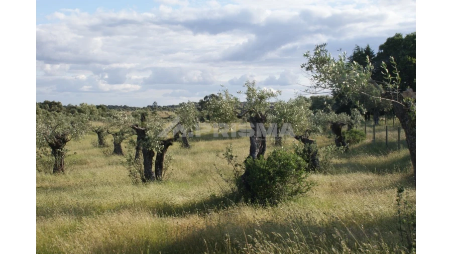Terreno para Venda em Escalos de Baixo e Mata Foto 7