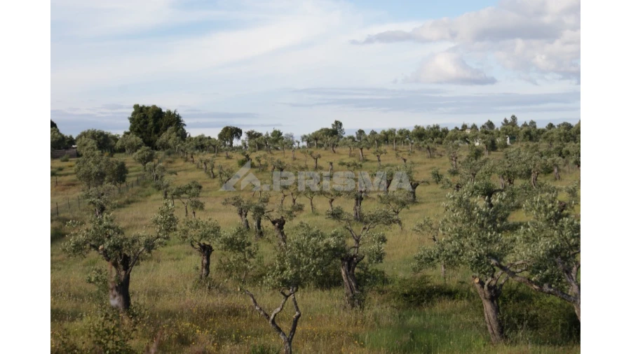 Terreno para Venda em Escalos de Baixo e Mata Foto 9