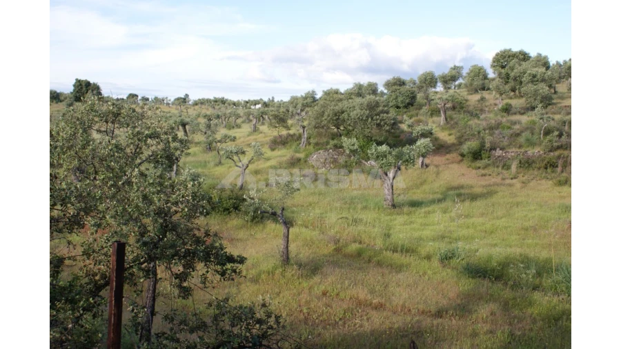 Terreno para Venda em Escalos de Baixo e Mata Foto 11