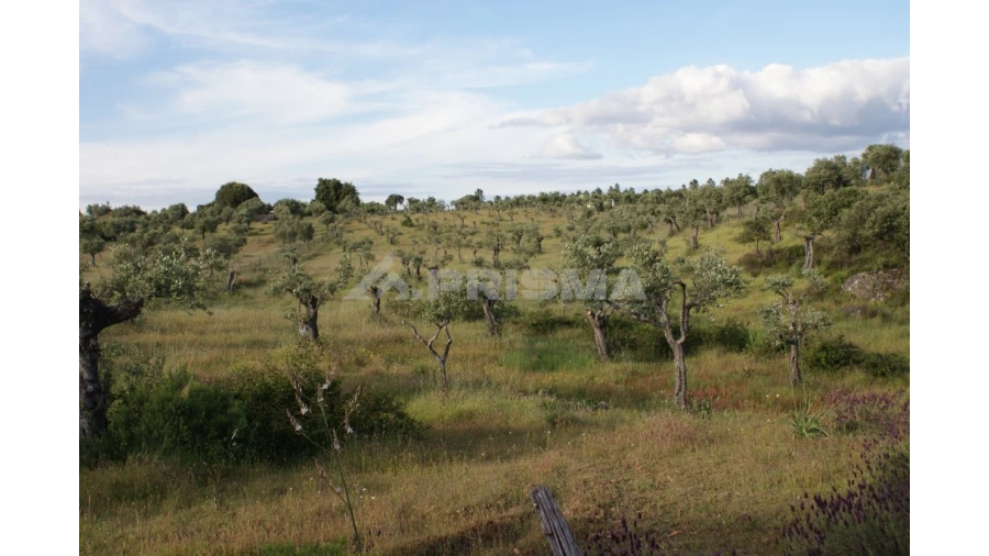 Terreno para Venda em Escalos de Baixo e Mata Foto 8