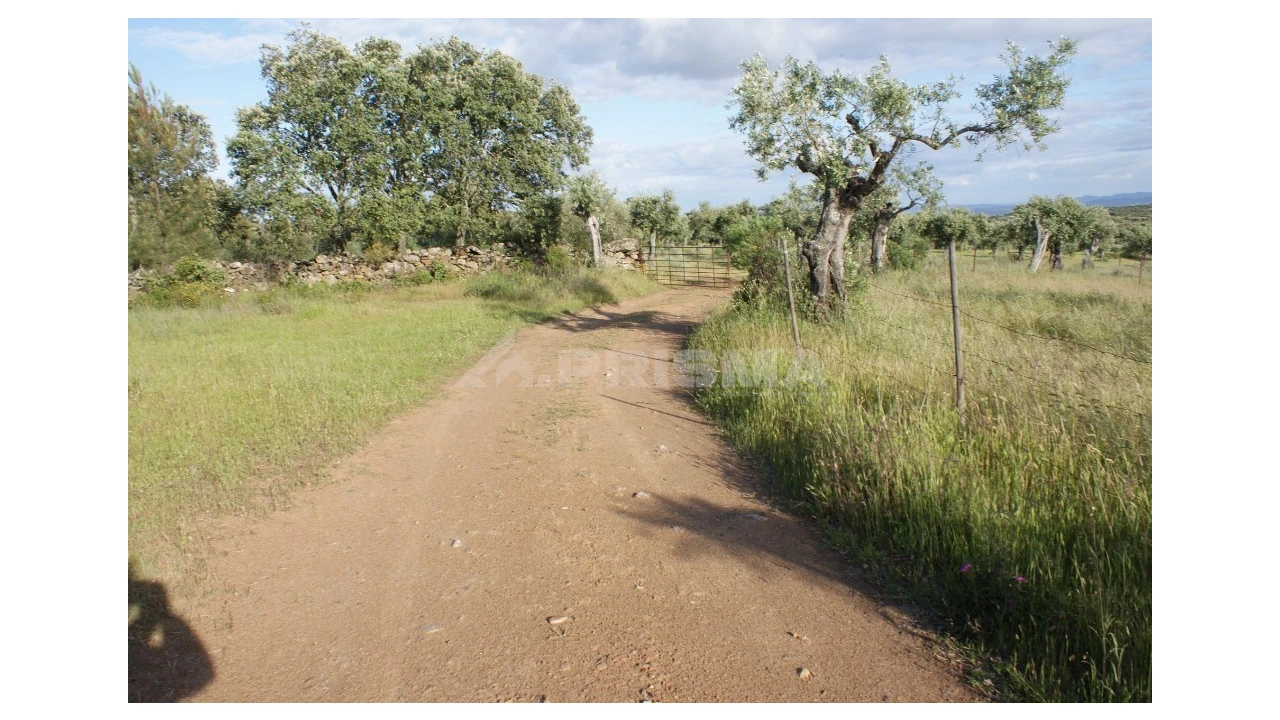 Terreno para Venda em Escalos de Baixo e Mata Foto 3