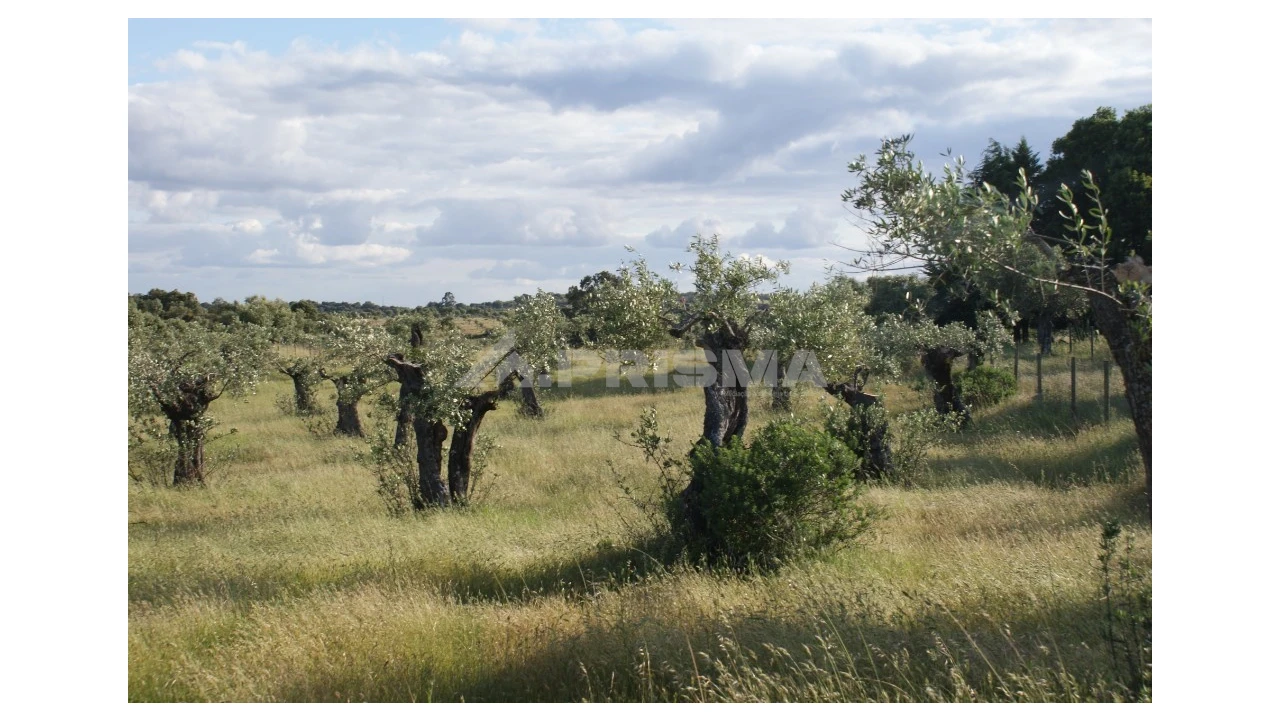 Terreno para Venda em Escalos de Baixo e Mata Foto 7