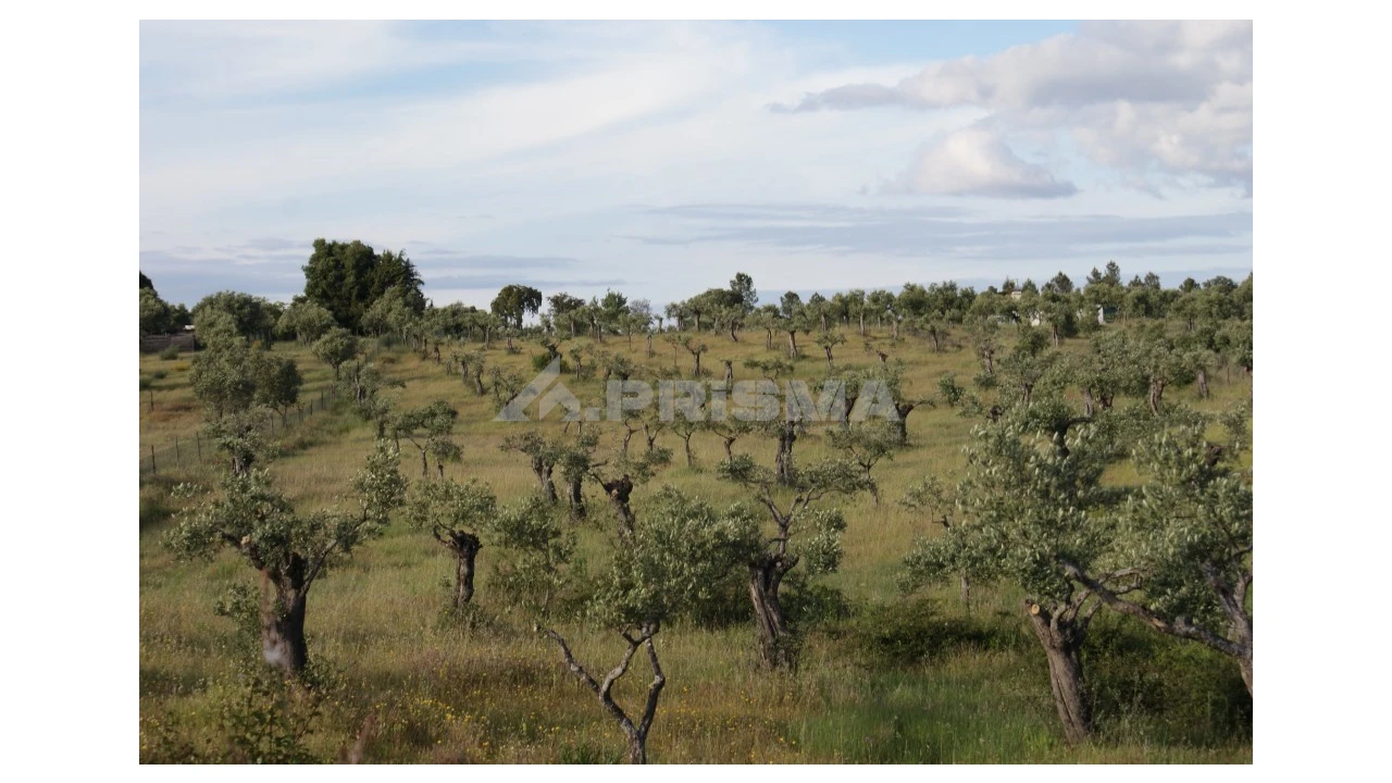 Terreno para Venda em Escalos de Baixo e Mata Foto 9