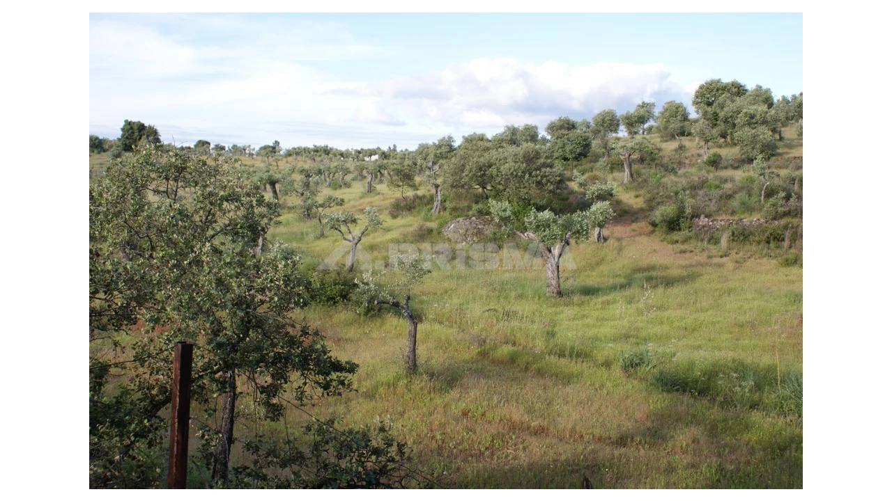 Terreno para Venda em Escalos de Baixo e Mata Foto 11