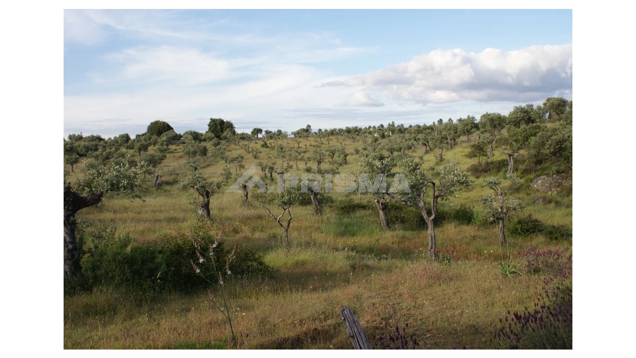 Terreno para Venda em Escalos de Baixo e Mata Foto 8