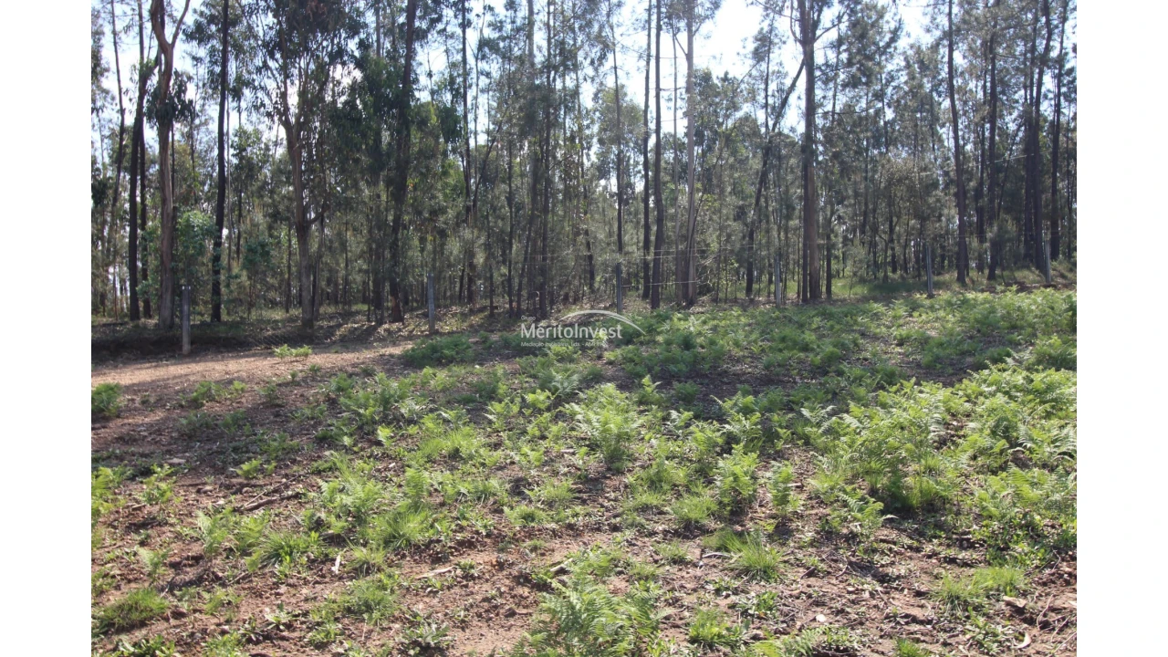 Terreno para Venda em Associação de Freguesias do Vale do Neiva Foto 9