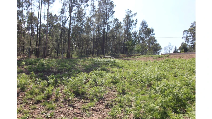 Terreno para Venda em Associação de Freguesias do Vale do Neiva Foto 8