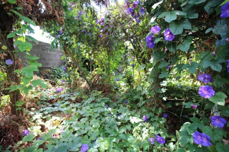 Moradia T1 para Venda em Ponta Delgada (São Pedro) Foto 7