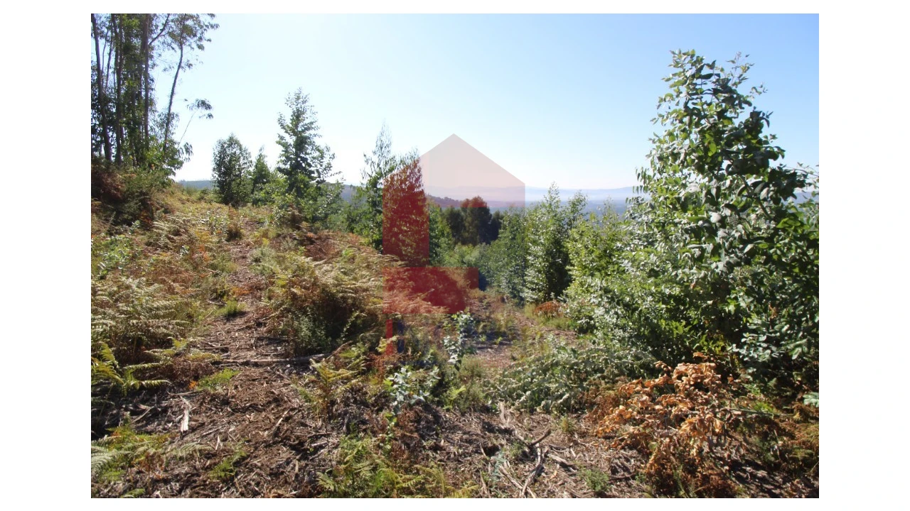 Terreno para Venda em Ribeira do Neiva Foto 11