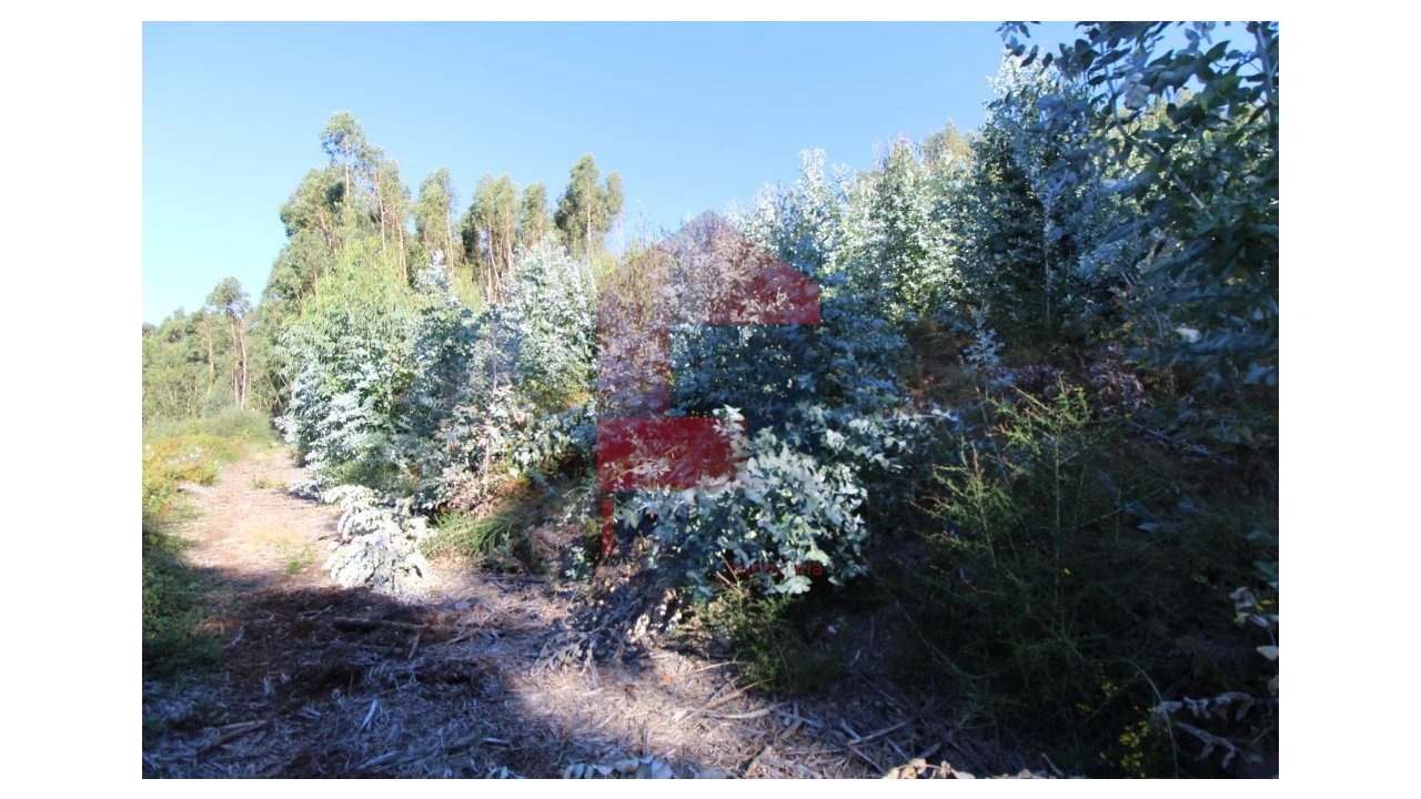 Terreno para Venda em Ribeira do Neiva Foto 17