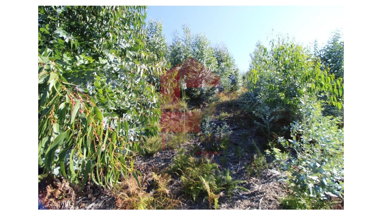Terreno para Venda em Ribeira do Neiva Foto 3