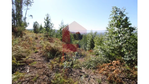 Terreno para Venda em Ribeira do Neiva