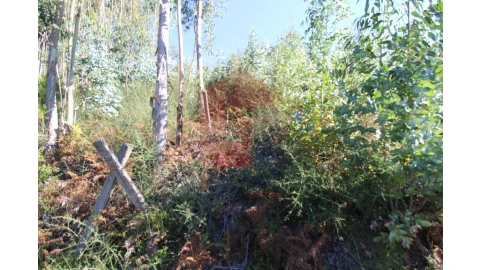 Terreno para Venda em Ribeira do Neiva