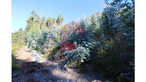 Terreno para Venda em Ribeira do Neiva