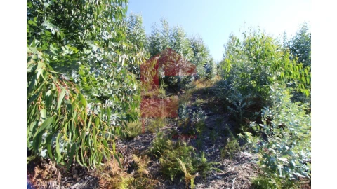 Terreno para Venda em Ribeira do Neiva