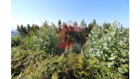 Terreno para Venda em Ribeira do Neiva