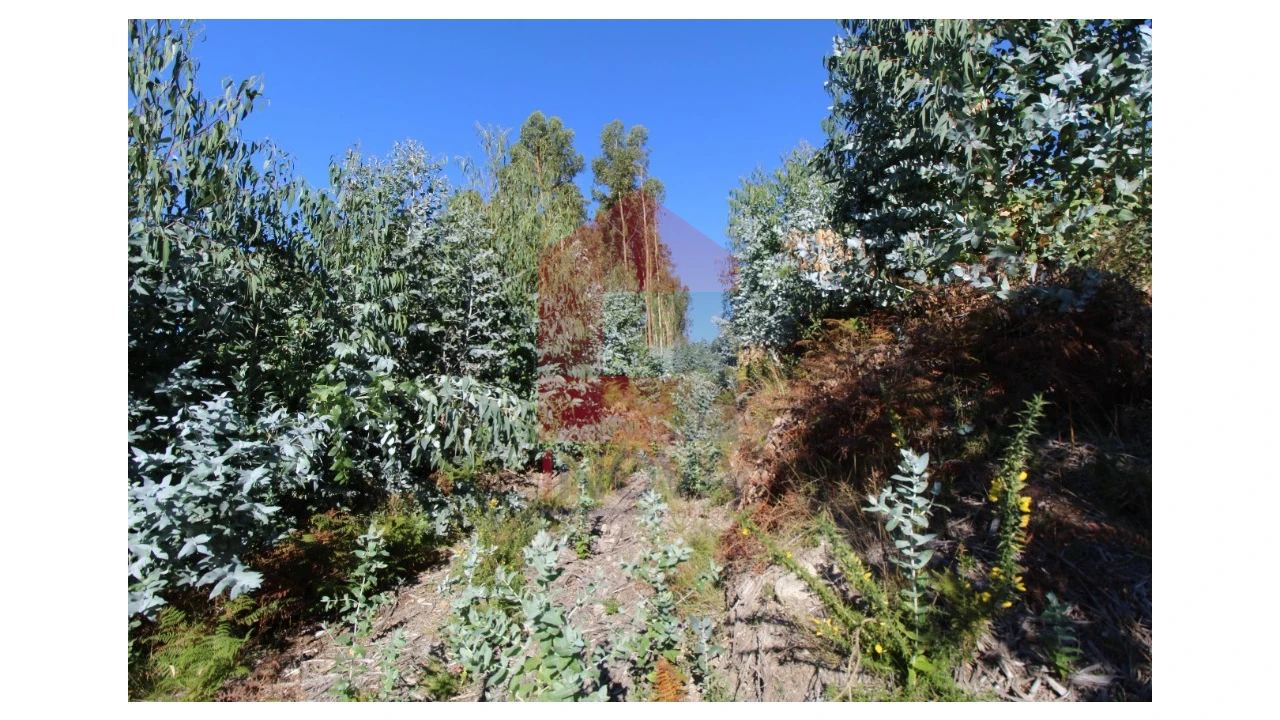 Terreno para Venda em Ribeira do Neiva Foto 14