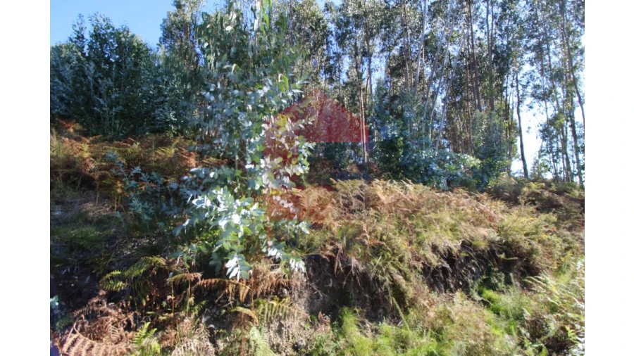 Terreno para Venda em Ribeira do Neiva Foto 12