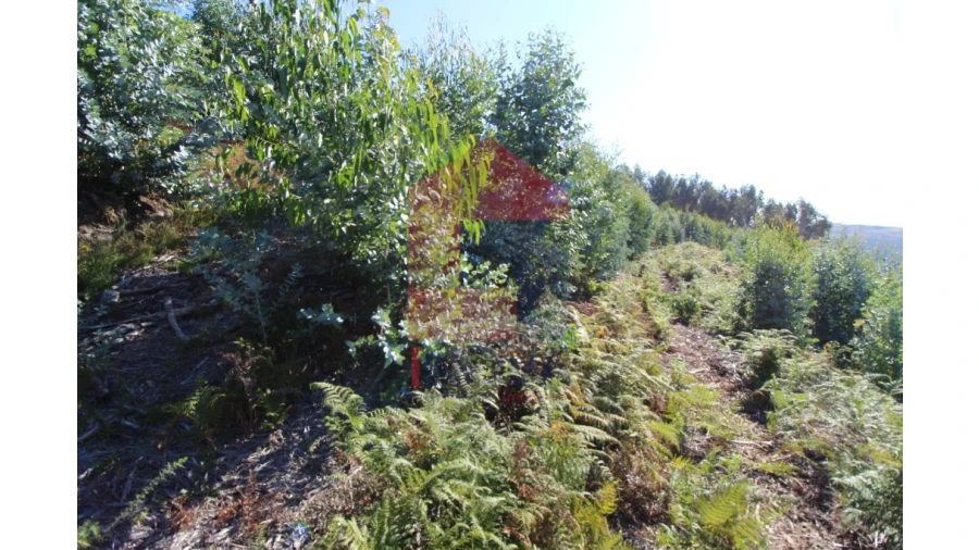 Terreno para Venda em Ribeira do Neiva Foto 5