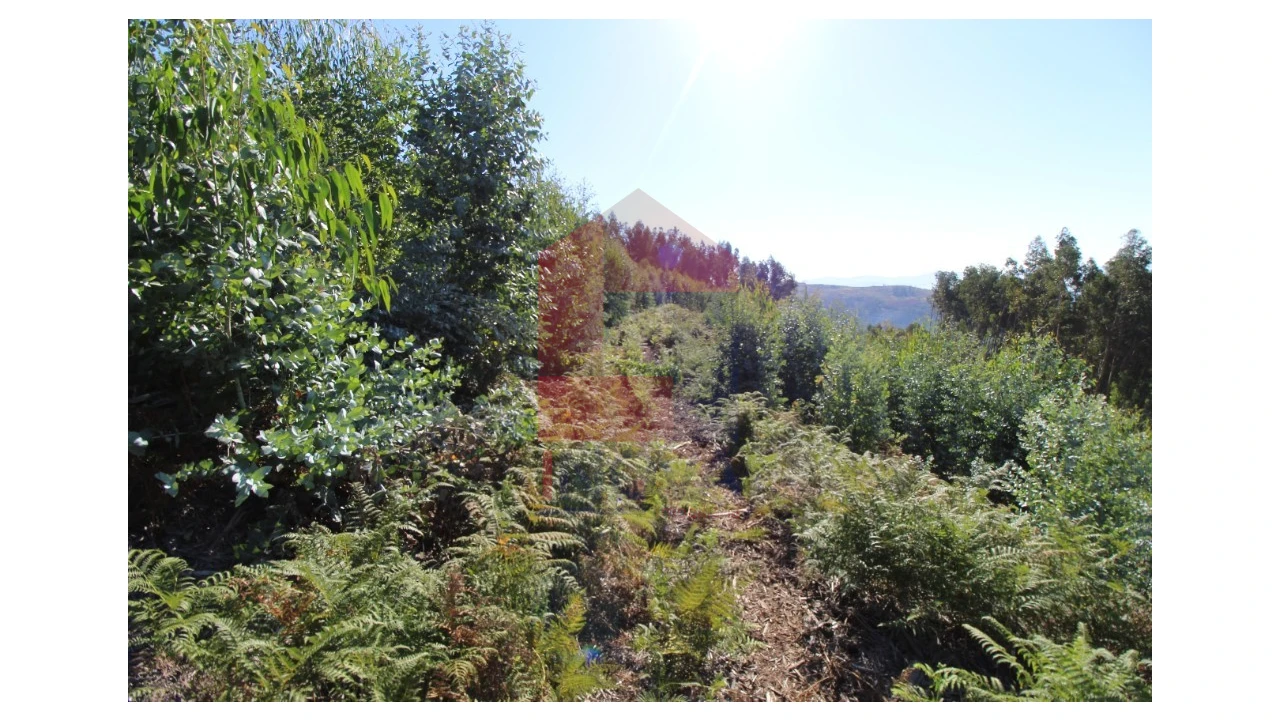 Terreno para Venda em Ribeira do Neiva Foto 4