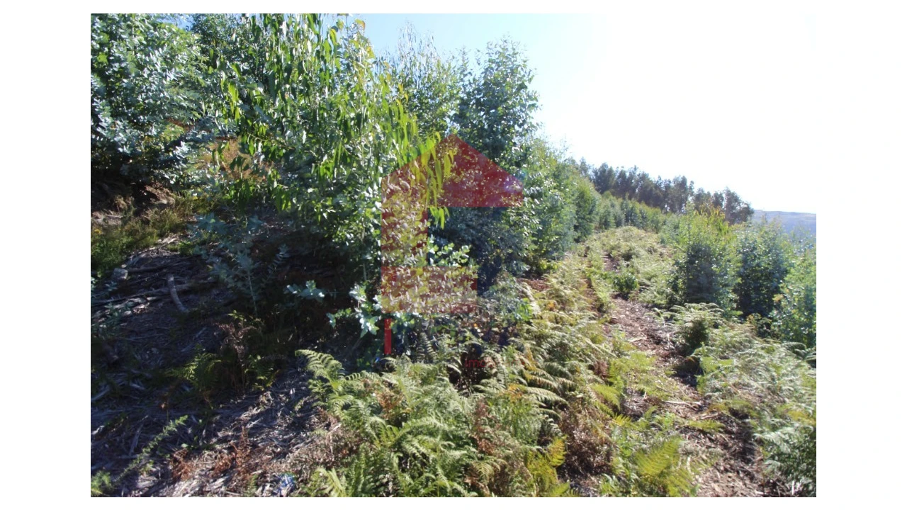 Terreno para Venda em Ribeira do Neiva Foto 5