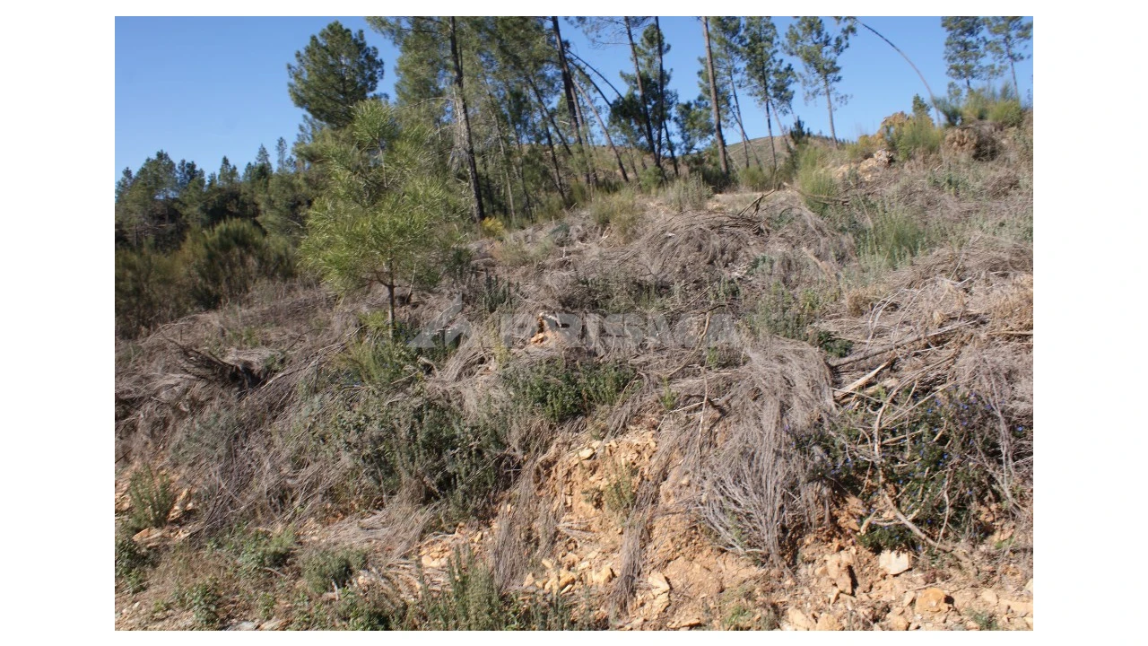 Quinta para Venda em Janeiro de Cima e Bogas de Baixo Foto 7