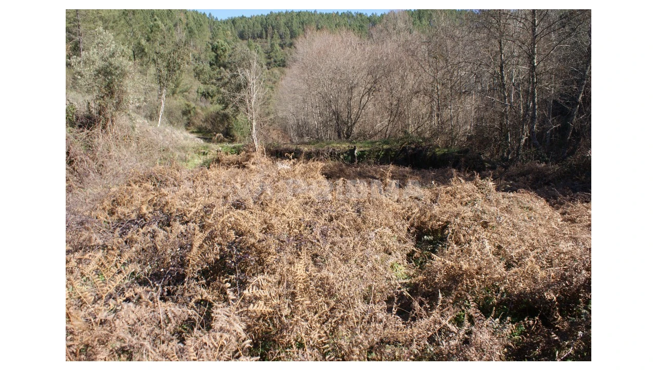 Quinta para Venda em Janeiro de Cima e Bogas de Baixo Foto 10