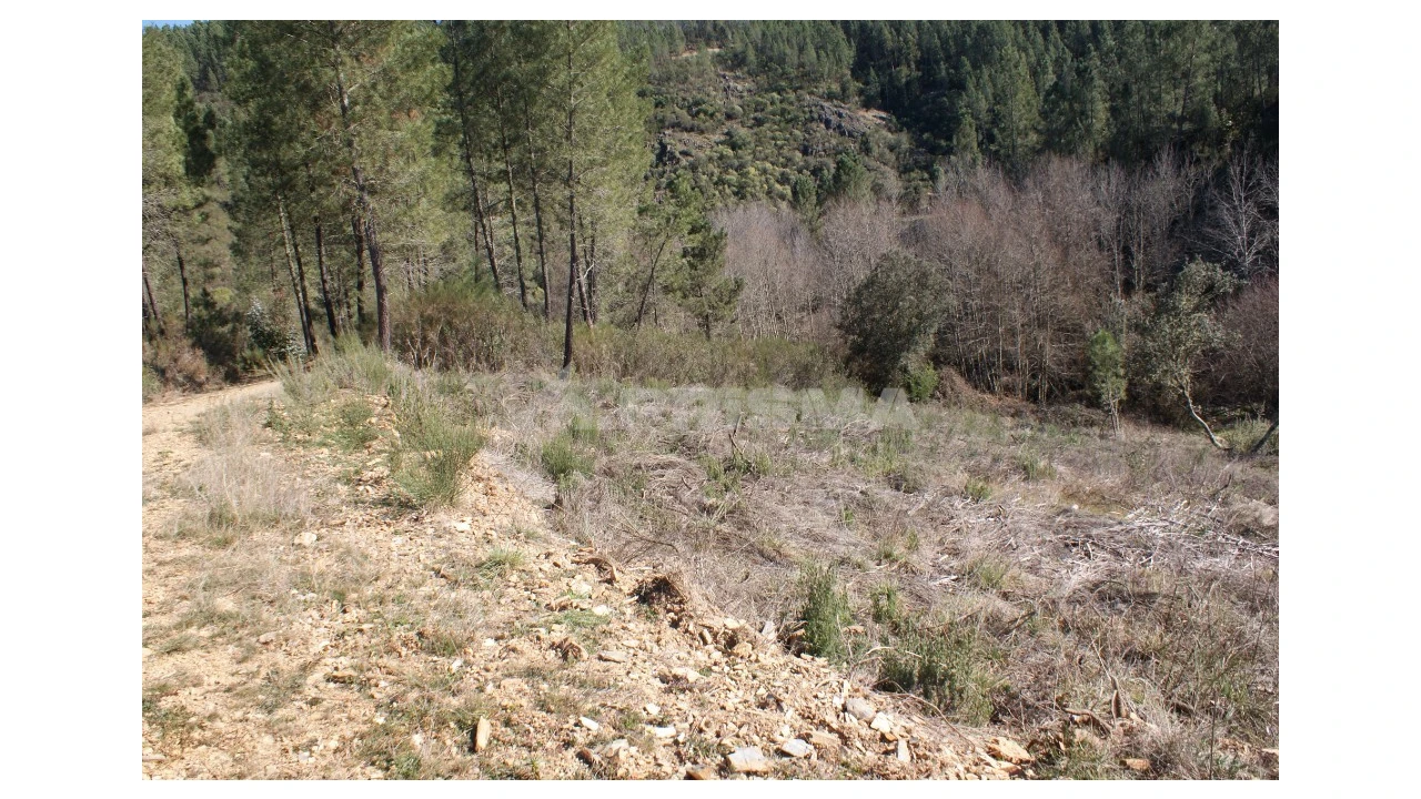 Quinta para Venda em Janeiro de Cima e Bogas de Baixo Foto 5